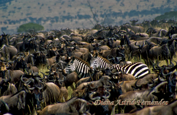 Wildebeest-migration-with-two-zebras